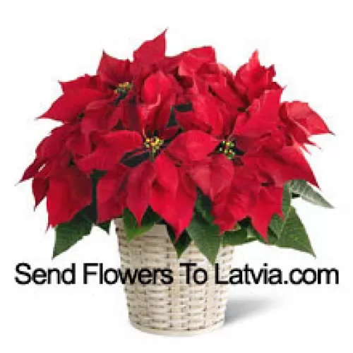 A perky, colorful, long-lasting poinsettia in a basket. (Please Note That We Reserve The Right To Substitute Any Product With A Suitable Product Of Equal Value In Case Of Non-Availability Of A Certain Product)
